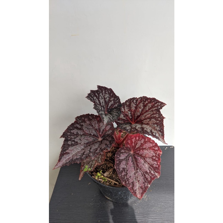 Tanaman Hias begonia pandora red choco- bibit begonia red - BakulKembang