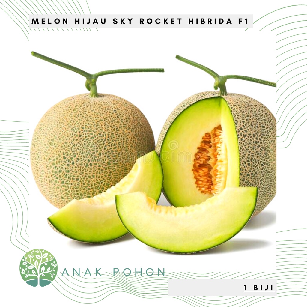 Benih Bibit Biji - Melon Hijau Sky Rocket Hibrida F1 Manis Seeds - Panen Dalam 75 Hari