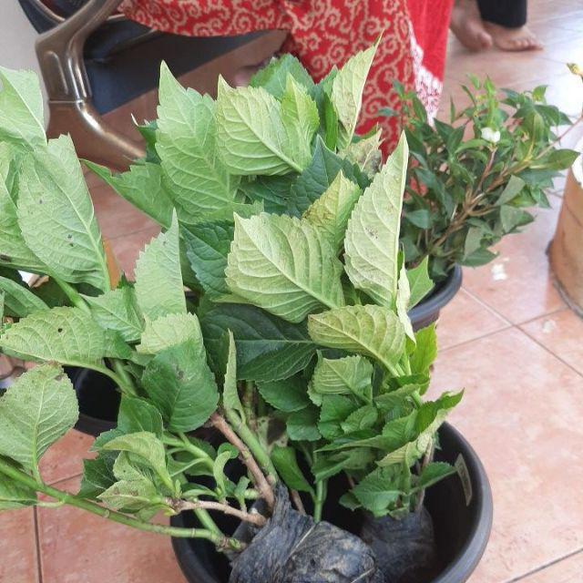 Tanaman Hias English Ivy