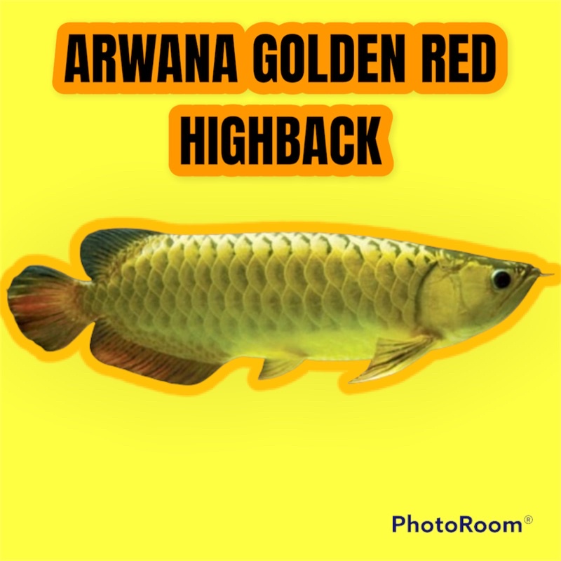 ARWANA GOLDEN RED PROMO HIGHBACK 20 CM