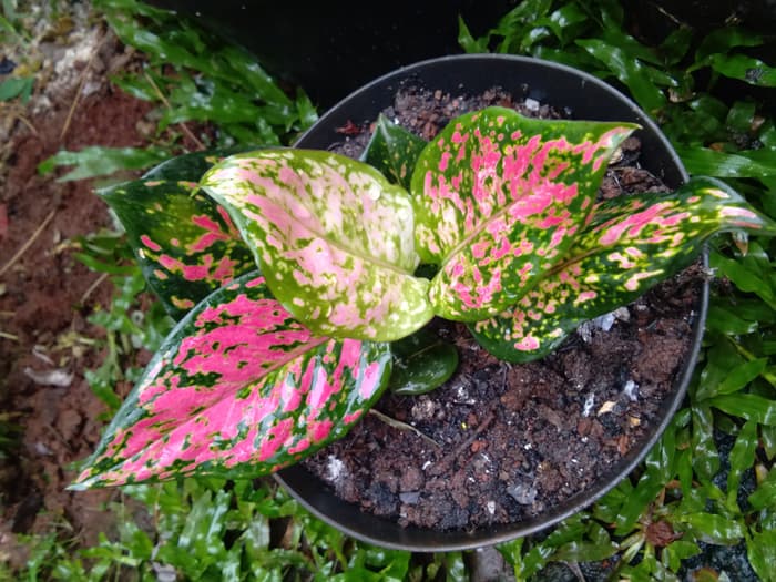 Aglonema heng-heng - pohon aglonema heng heng