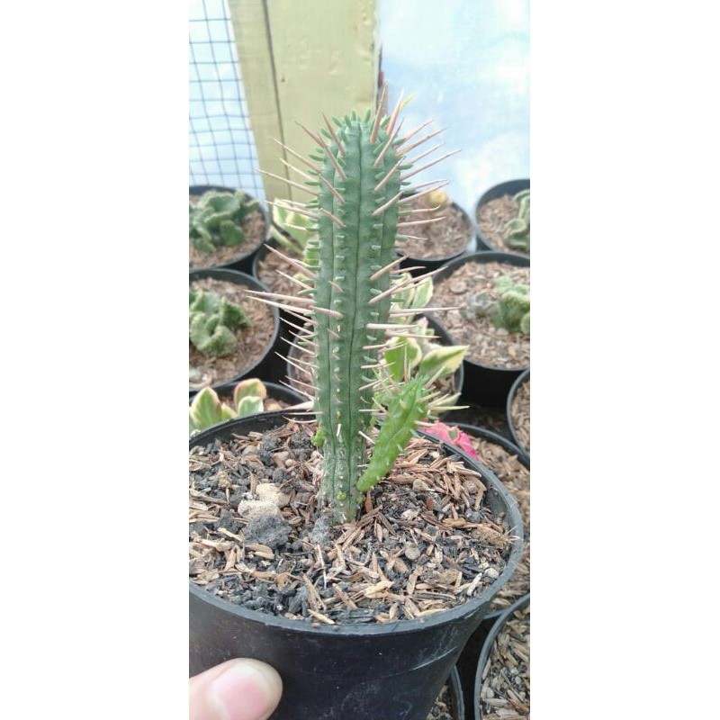 Kaktus Euphorbia Ferox