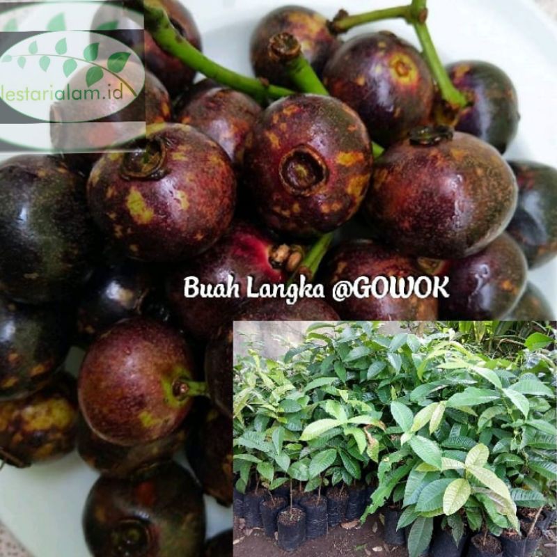 bibit gowok kupa bibit pohon tanaman kupa/gowok