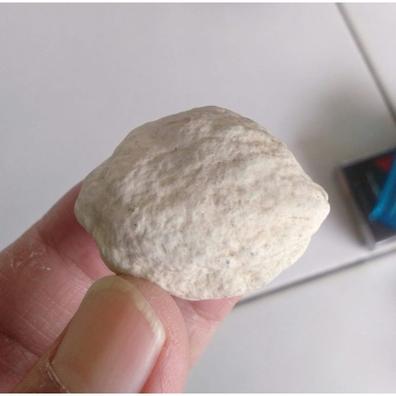 Muncang Adu Eti Super Tua Jatohan