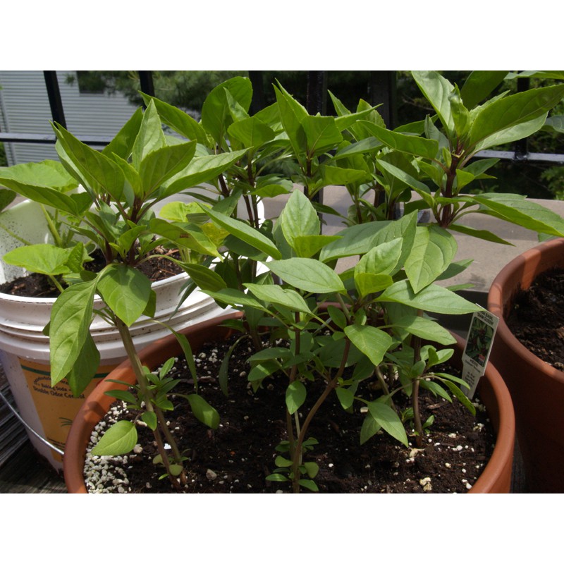 Benih-Bibit Thai Basil (Haira Seed)