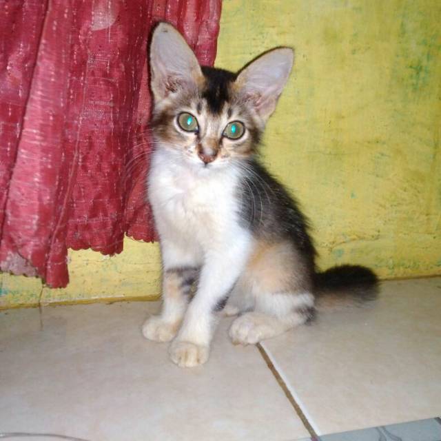 sania1982