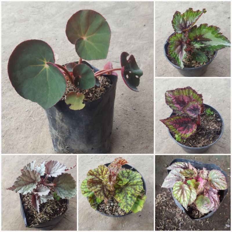 aneka begonia real pic. begonia rek . begonia pelangi begonia karpet .begonia keong. rex walet