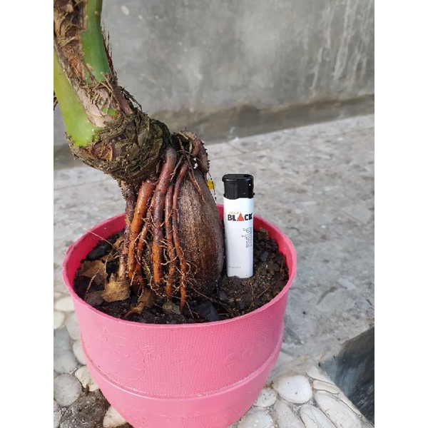 MURAH & UNIK | Bonsai Kelapa akar cengkram mulai pecah daun