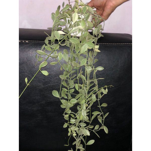 tanaman dischidia cascade  indoor outdoor plant