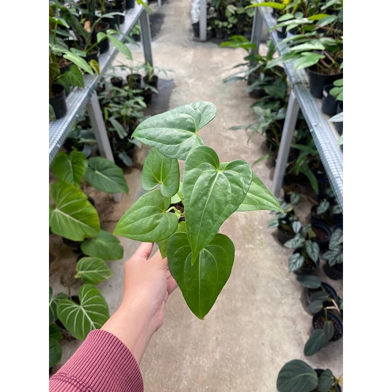 Anthurium Macrolobium