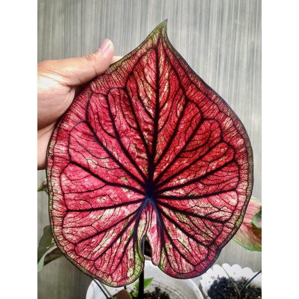 caladium thailand remaja