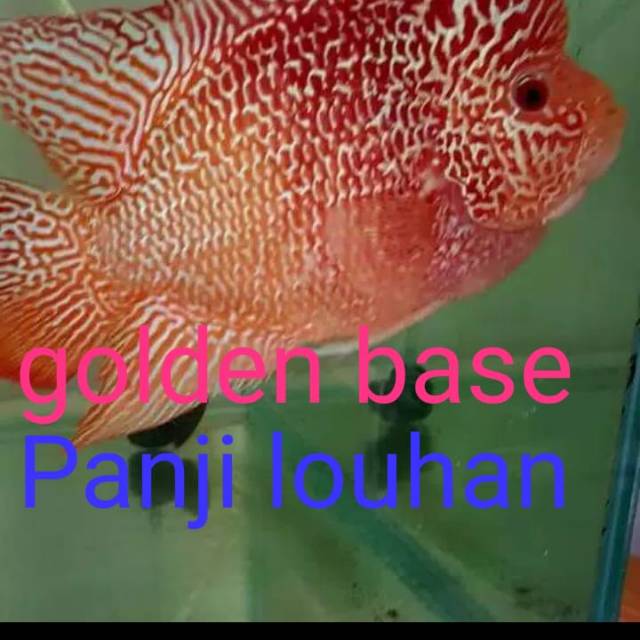 pakan  louhan golden base 7-10cm
