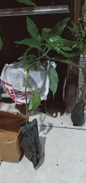 Bibit Alpukat Lam Hass Bibit Benih Tanaman Buah Apokat Lam Hass