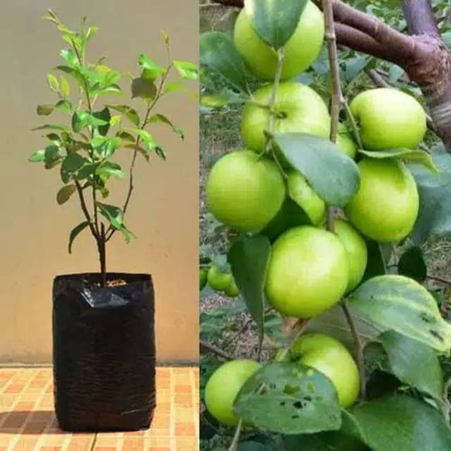 Apel putsa apel india