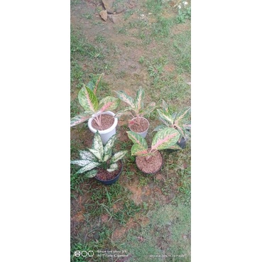 paket agkonema romosan