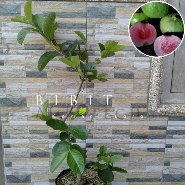 Bibit Tanaman Buah Jambu Kristal Merah/Jambu Red Diamond