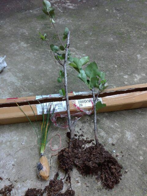 Bibit Buah Pear Pir Hijau Asia