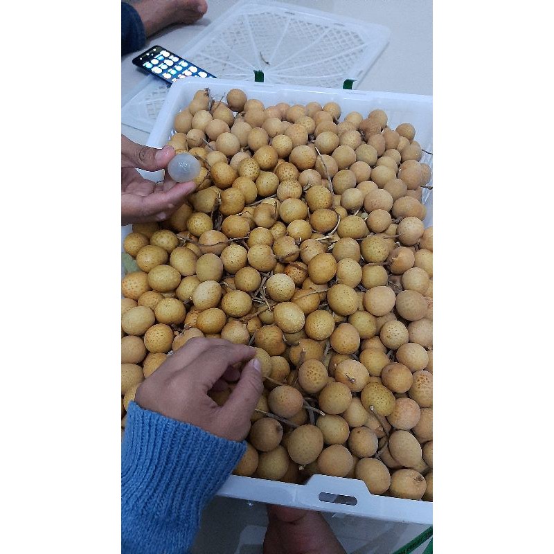 

Klengkeng gold bangkok super