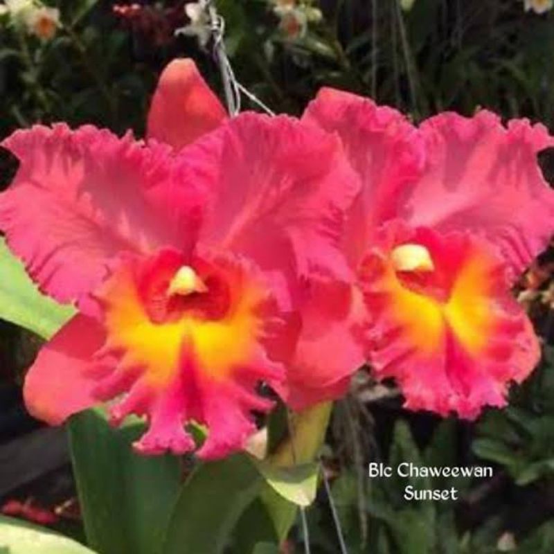 Anggrek Cattleya Blc Chaweewan Sunset