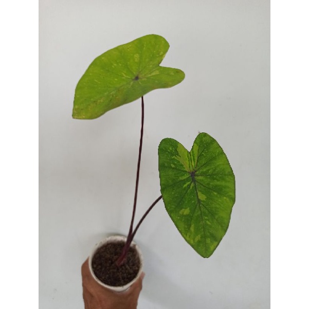 colocasia lime geco