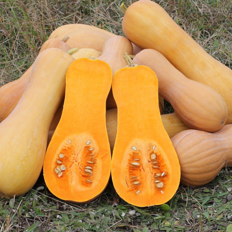 Benih Bibit Biji - Labu Madu Buldog F1 Hibrida / Butternut Pumpkin Squash Waltham Seeds - Panen Dalam 80 Hari