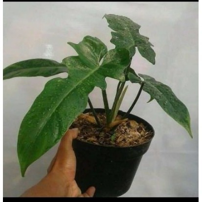 Tanaman Hias Hidup Pilodendrom Dargon Pilo Merpati Pilo Deragon