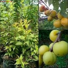 Bibit Plum Hijau Okulasi -Bibit Pohon Plum Hijau-Bibit Buah Plum Hijau Bisa COD