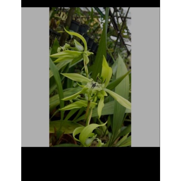 ANGGREK CEOLOGYNE PANDURATA / anggrek hitam kalimantan