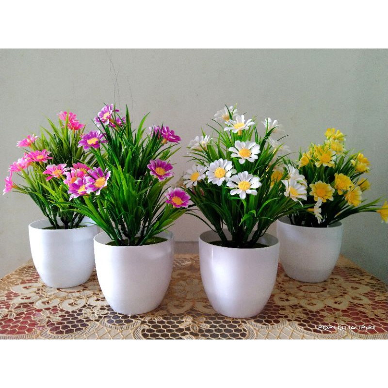 

bunga shabby