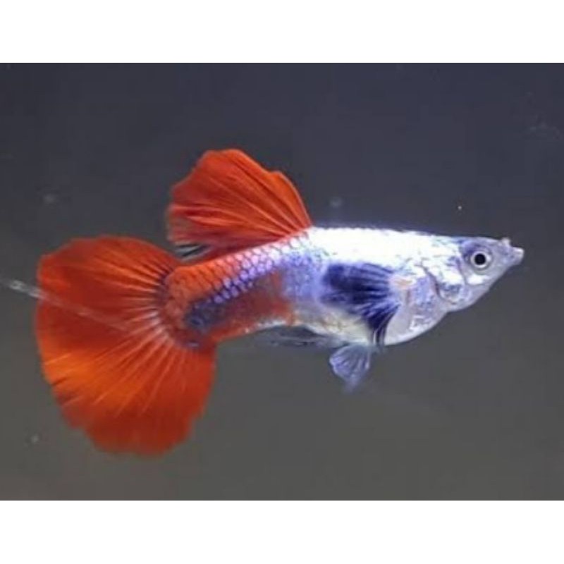 ikan guppy platinum red tail dumbo ear(PRTDE)