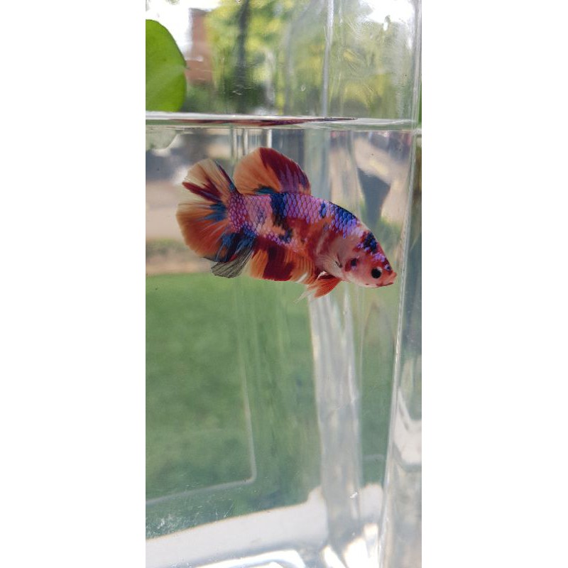 Cupang_Giant_Multicolour_Kontes