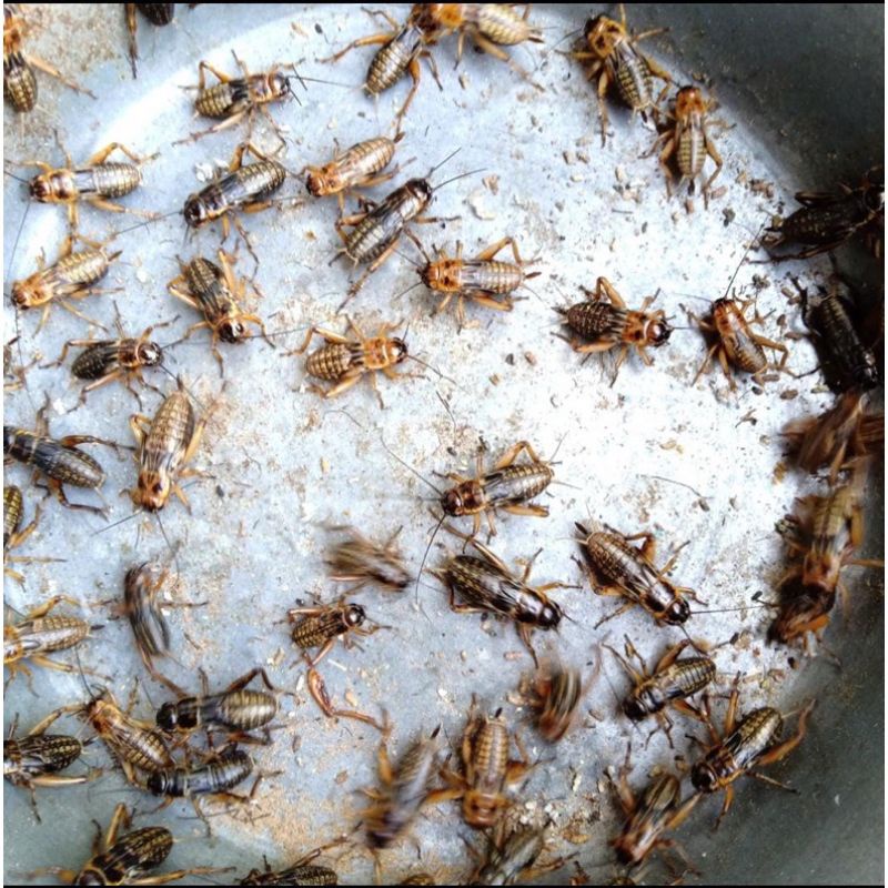 jangkrik hidup murah