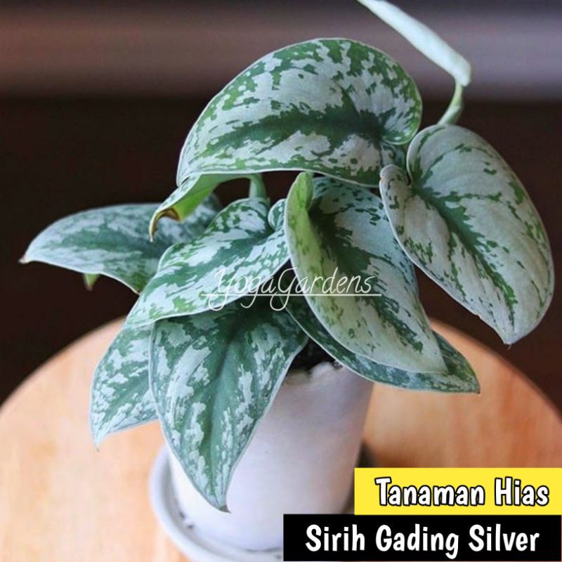 Tanaman hias sirih gading silver - Tanaman gantung sirih gading silver - Srigading silver - sirih ga