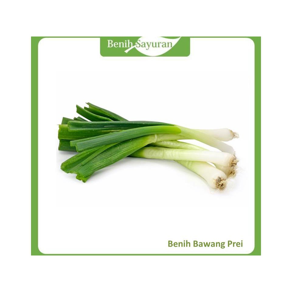 BENIH BIBIT DAUN BAWANG / BAWANG PREI ECER