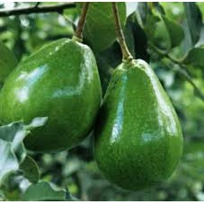 Bibit Buah Alpukat Miki Jumbo