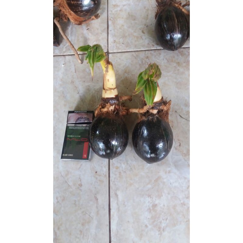 Bahan bonsai kelapa gading kuning