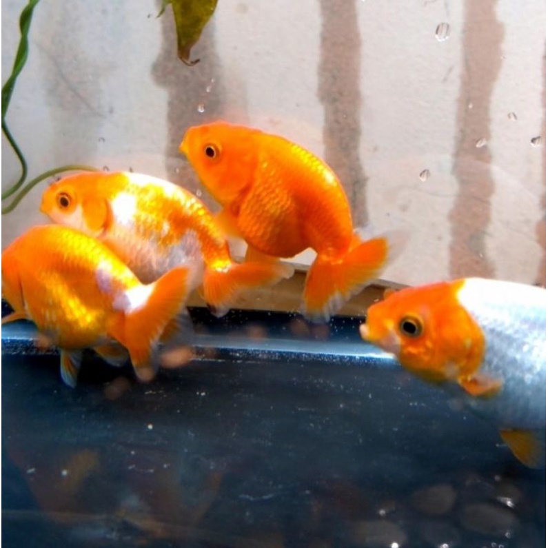 Ikan Hias Mas Koki Ranchu Goldfish M Aquarium