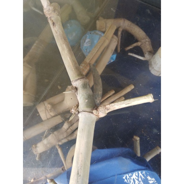 bambu unik petuk jalu