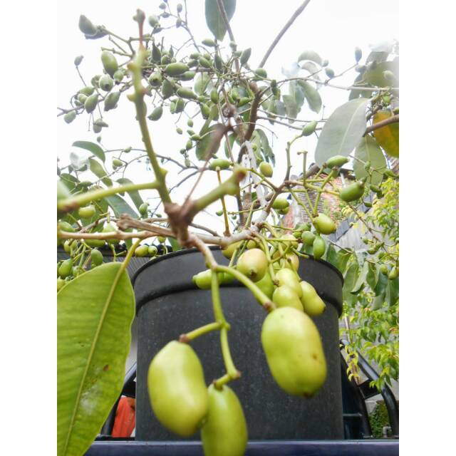 Tanaman buah okulasi juwet putih