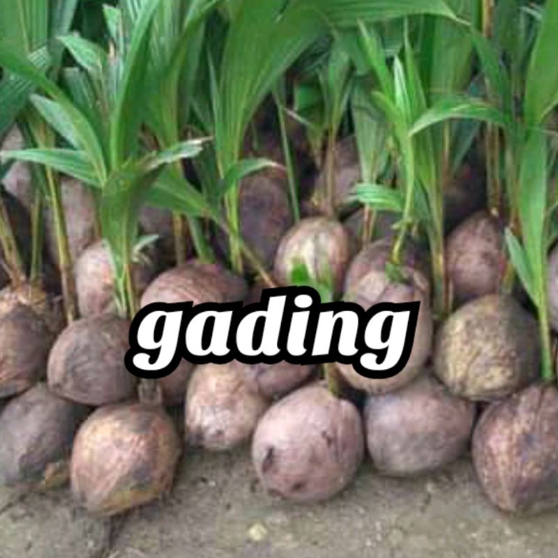bibit kelapa gading asli