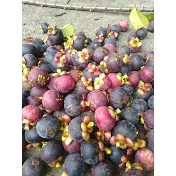 

Murahhhh bangetttt buah manggis manis segar fress 1kg
