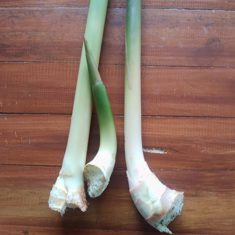 

Honye Muda segar/kecombrang 250 gram