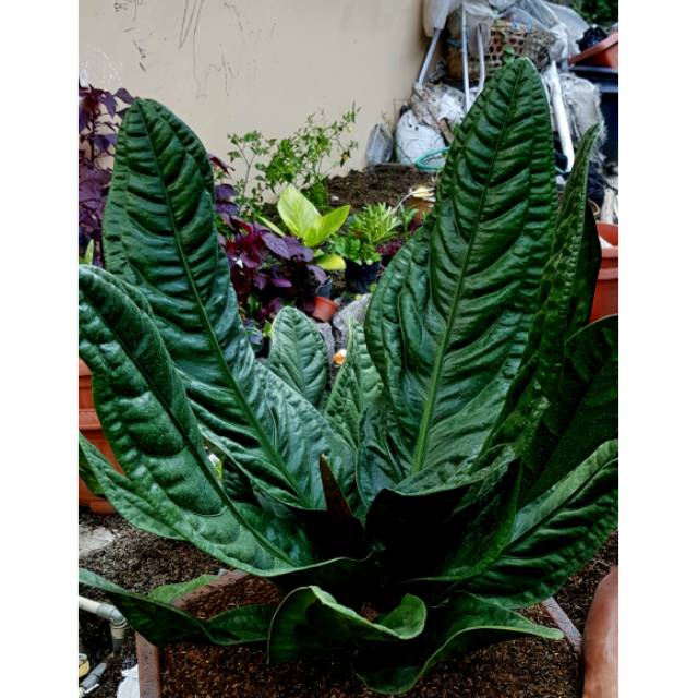 (BIBIT PILIHAN) Anthurium superboom klasik / Anakan Anthurium Superboom / Antorium Superbom (1) qina