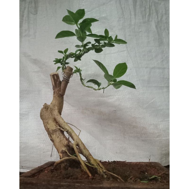 Bahan Bonsai Wahong3