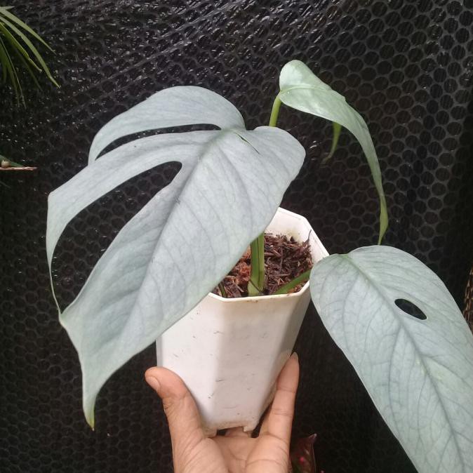 CEBU BLUE EPRIPEMNUM TANAMAN BUNGA PHILODENDRON READY TANAMAN BUNGA HIDUP