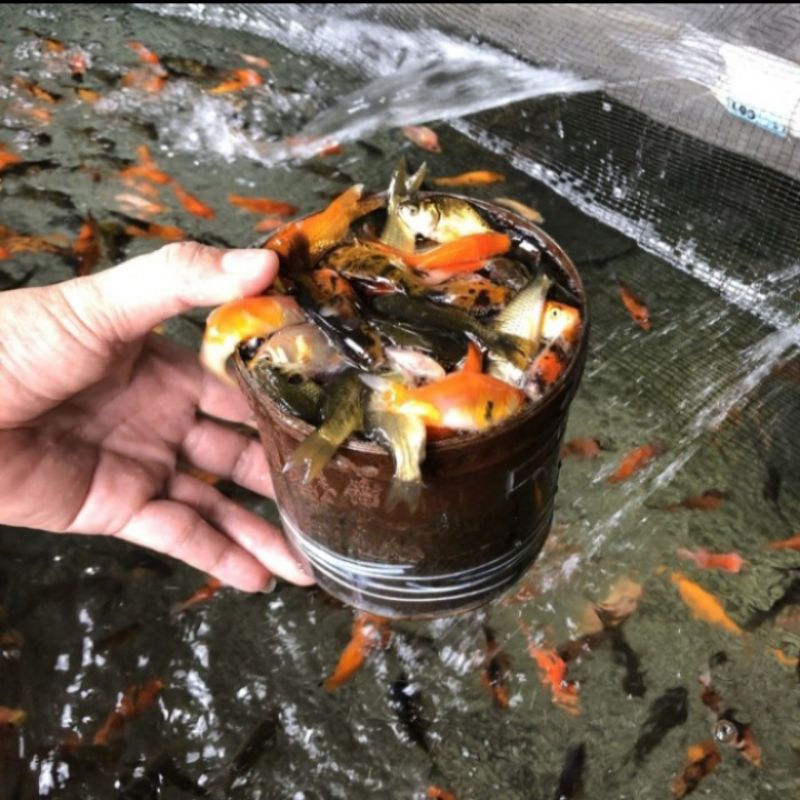 Anakan Ikan Mas 1 Liter , Ikan Mas Kecil, Bibit Ikan Mas Isi 1 Liter Pakan Ikan Predator