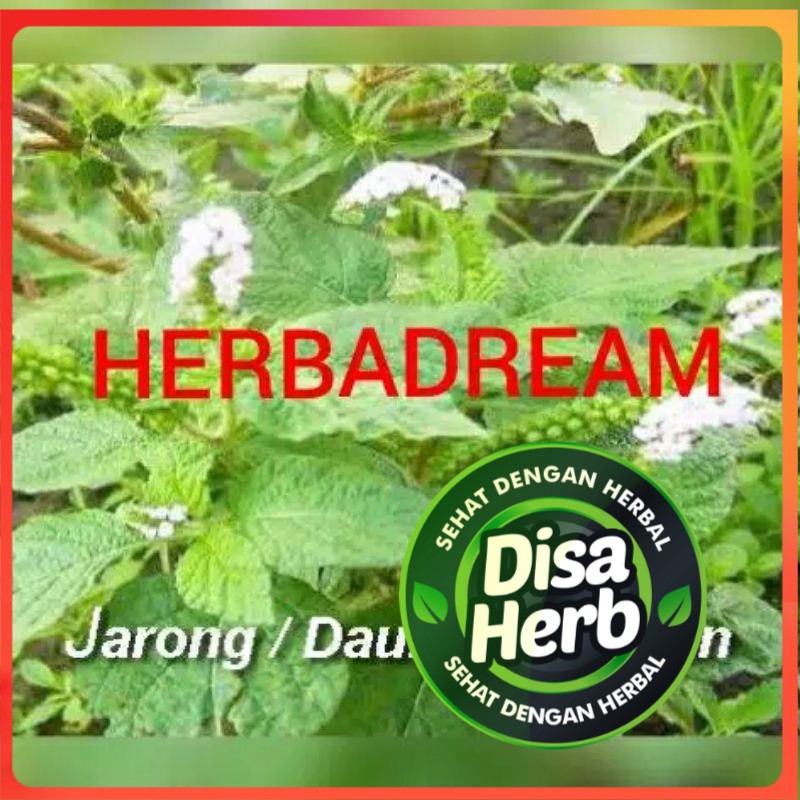 

DAUN SENGKETAN SANGKETAN BUBUK 500 GRAM - Heliotropium Indicum - MURNI - JSR - REMPAH