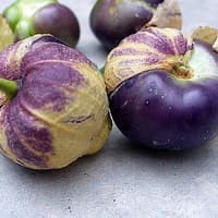 Benih Bibit Biji - Ciplukan Ungu Jumbo Purple Tomatillo Seeds