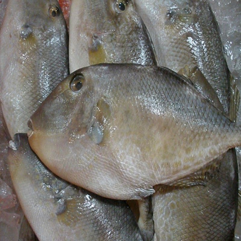 

ikan ayam ayam fresh 1000 gram