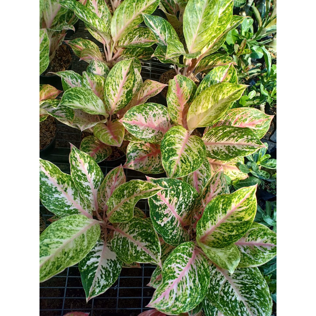 BIDADARI ( Tanaman Hias Aglaonema / Aglonema )